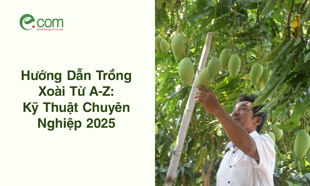 trồng xoài