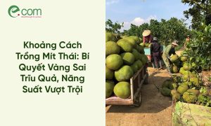 Khoảng Cách Trồng Mít Thái