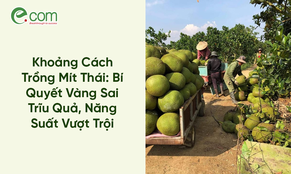 Khoảng Cách Trồng Mít Thái