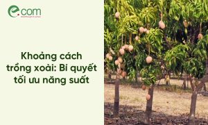 Khoảng Cách Trồng Xoài