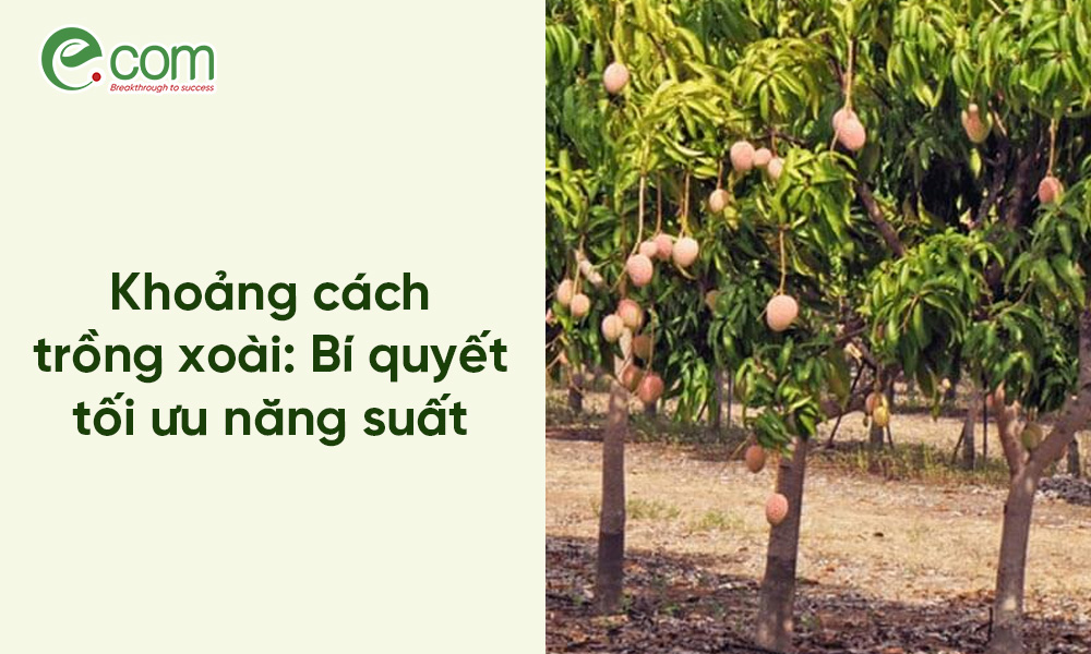 Khoảng Cách Trồng Xoài