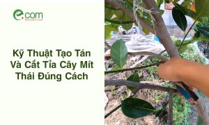 Kỹ Thuật Cắt Tỉa Cây Mít Thái