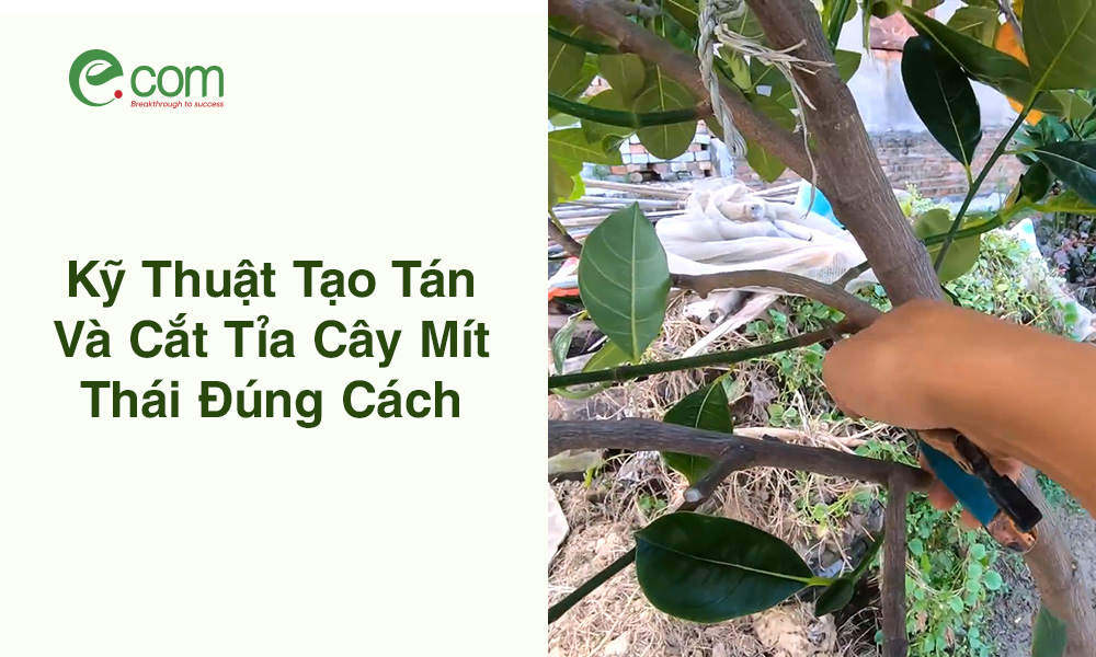 Kỹ Thuật Cắt Tỉa Cây Mít Thái