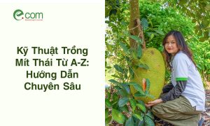 Kỹ Thuật Trồng Mít Thái