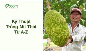 Kỹ Thuật Trồng Mít Thái