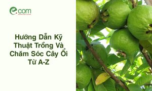 Trồng Ổi Nữ Hoàng