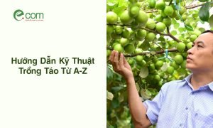 Kỹ Thuật Trồng Táo