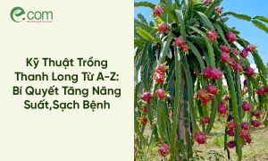 Kỹ Thuật Trồng Thanh Long
