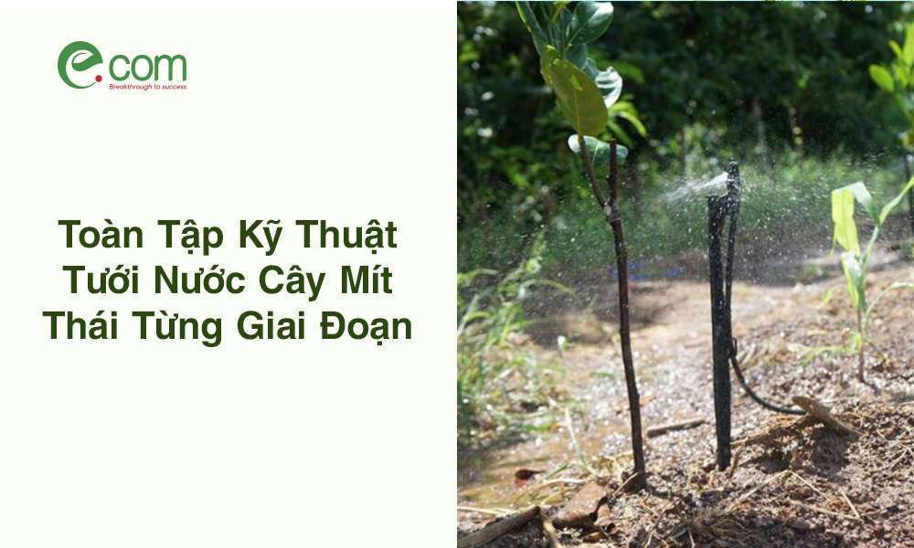 Kỹ Thuật Tưới Nước Cây Mít