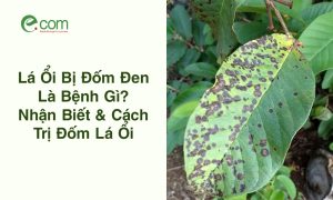 Lá Ổi Bị Đốm Đen