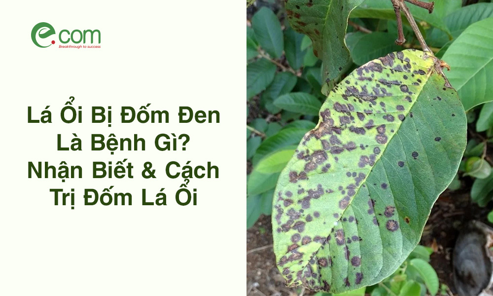 Lá Ổi Bị Đốm Đen
