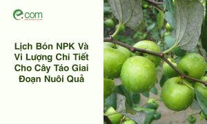 Lịch Bón Phân Cho Táo