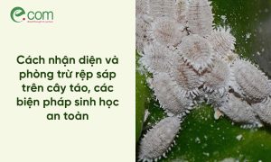 Rệp Sáp Hại Táo