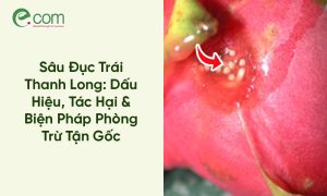 Sâu Đục Trái Thanh Long