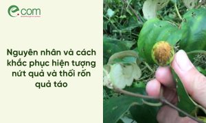 Táo Bị Nứt Quả, Thối Rốn