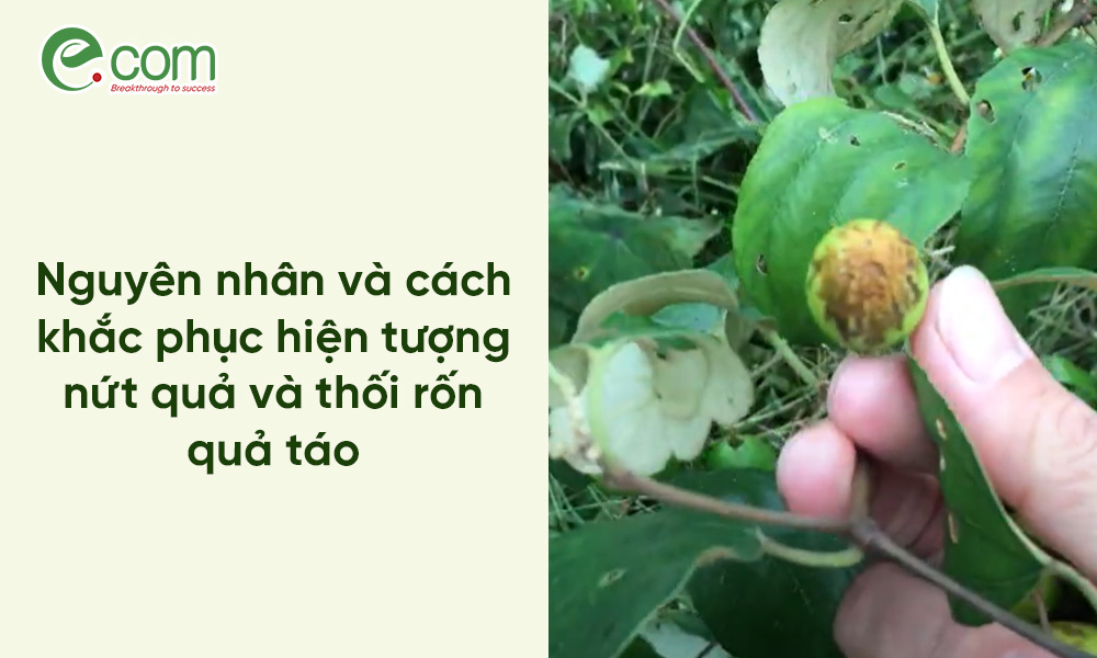 Táo Bị Nứt Quả, Thối Rốn