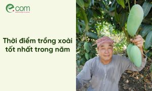 Thời Vụ Trồng Xoài 1