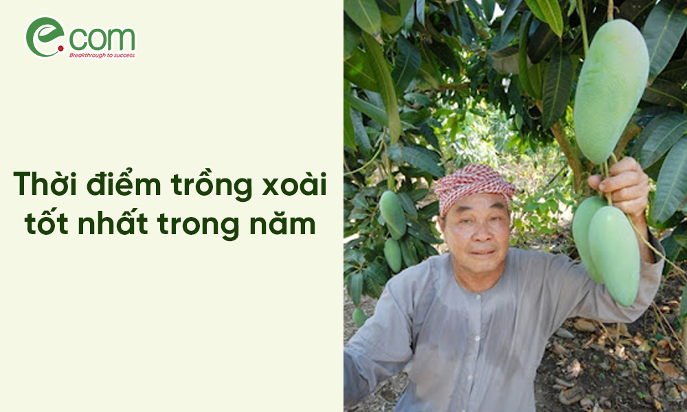 Thời Vụ Trồng Xoài 1