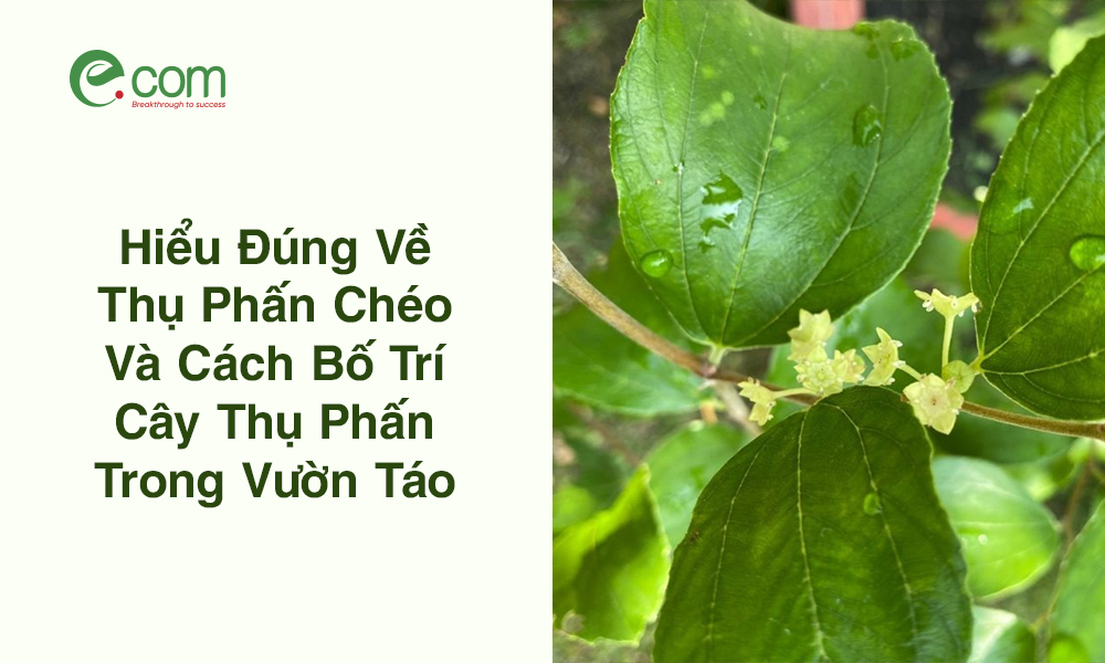 Thụ Phấn Chéo Cây Táo 1