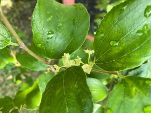 Thụ Phấn Chéo Cây Táo