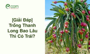 Trồng Thanh Long