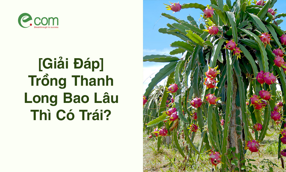 Trồng Thanh Long