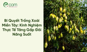 Trồng Xoài Miền Tây