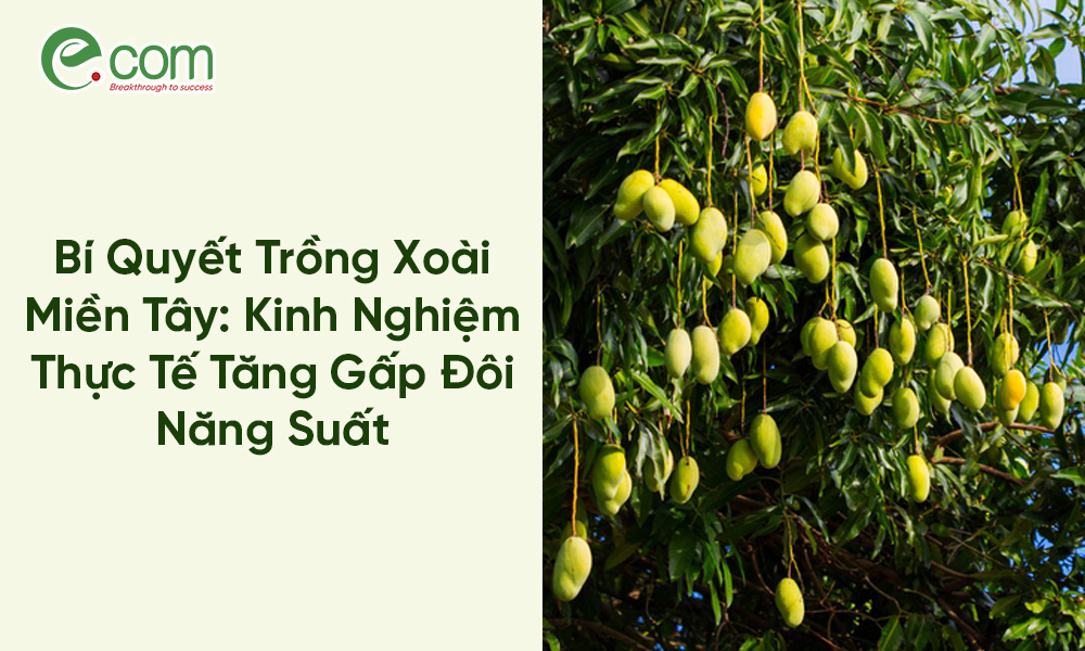 Trồng Xoài Miền Tây