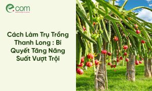 Trụ Trồng Thanh Long