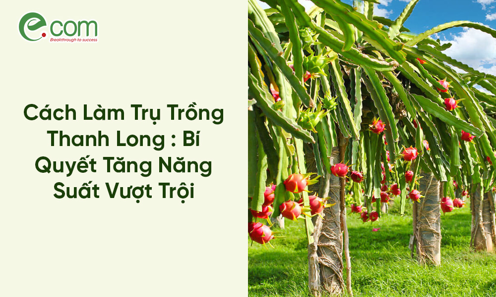 Trụ Trồng Thanh Long