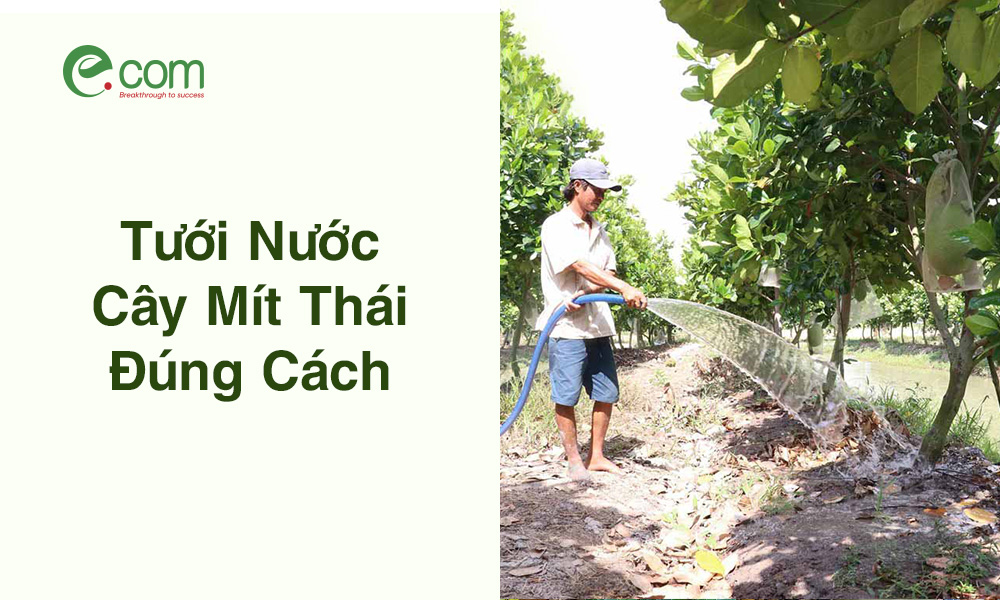 Tưới Nước Cây Mít Thái