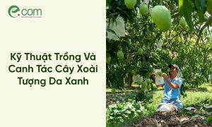 Xoài Cát Chu