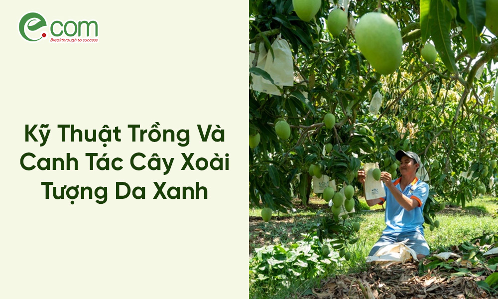 Xoài Cát Chu