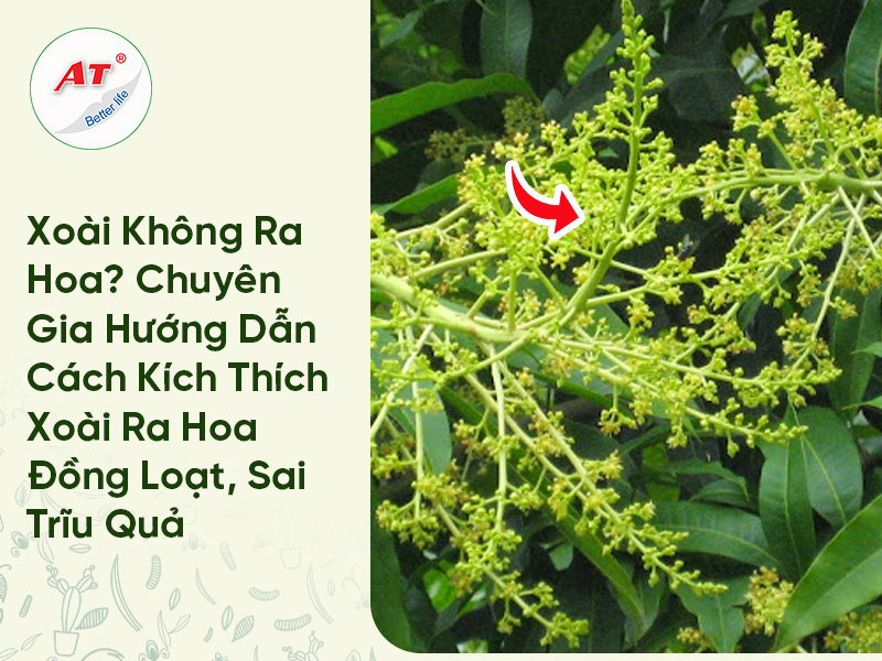 Xoài Không Ra Hoa