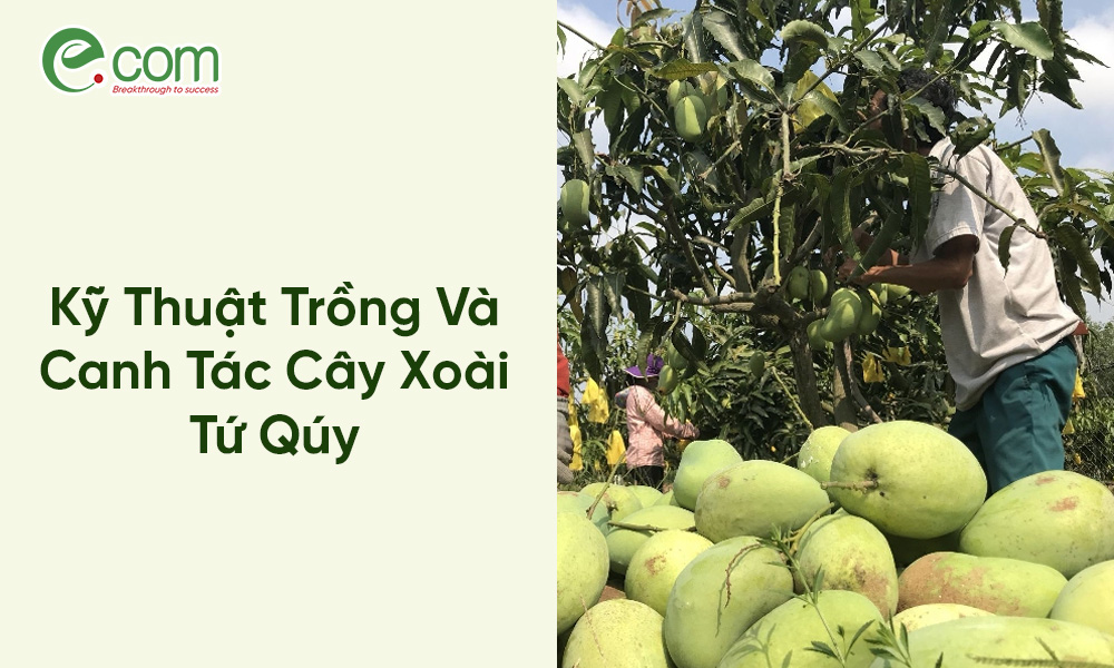 Xoài Tứ Quý
