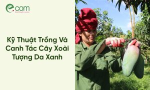 Xoài Tượng Da Xanh