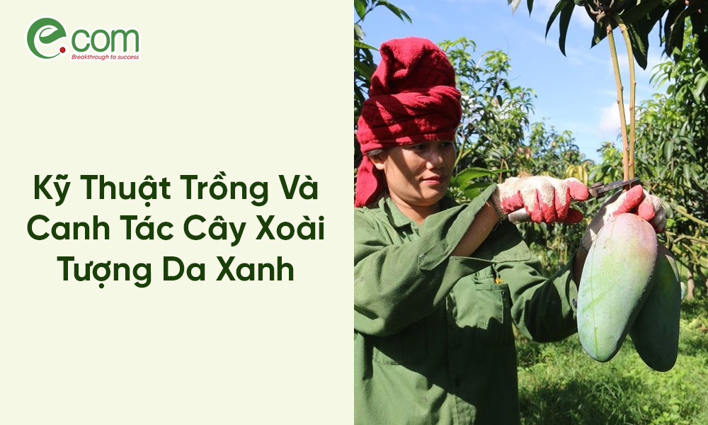 Xoài Tượng Da Xanh