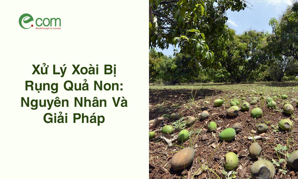 Xoài Rụng Quả Non