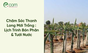 Trụ Trồng Thanh Long