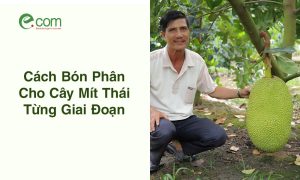 bón Phân Cây Mít Thái
