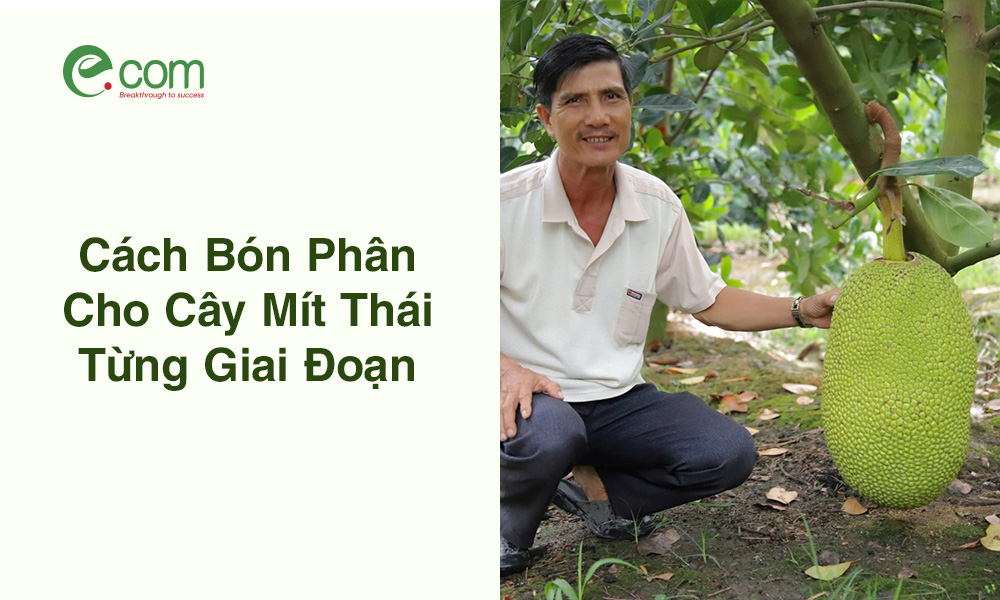 bón Phân Cây Mít Thái