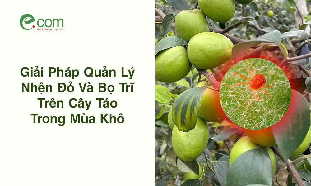 Trị Nhện Đỏ Cây Táo