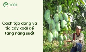 Tỉa Cây Xoài