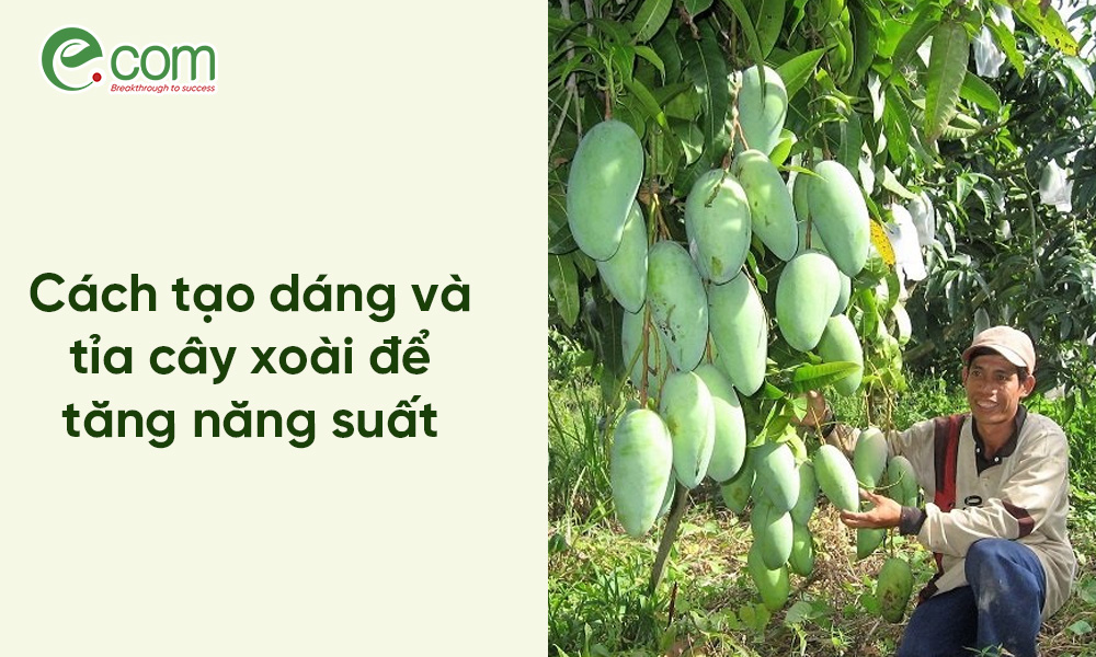 Tỉa Cây Xoài