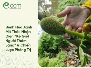 Bệnh Héo Xanh Mít Thái