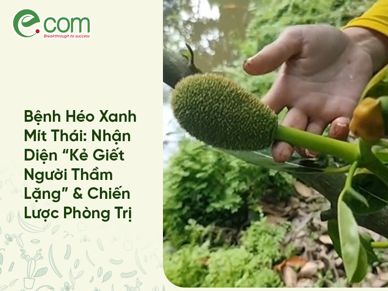 Bệnh Héo Xanh Mít Thái