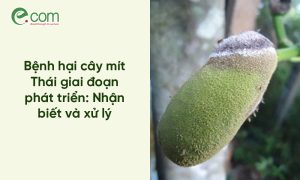 Bệnh Mít Thái Giai Đoạn Phát Triển