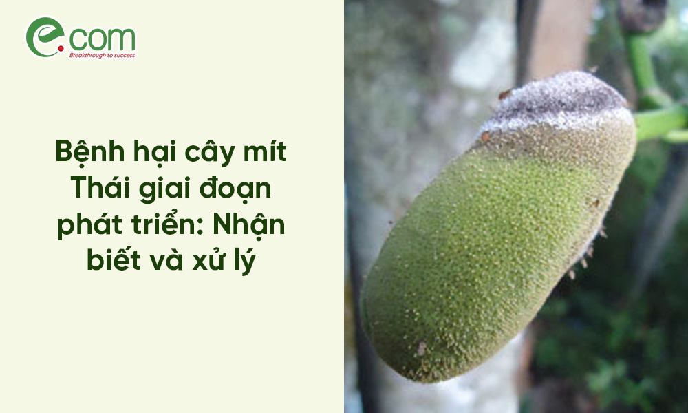 Bệnh Mít Thái Giai Đoạn Phát Triển