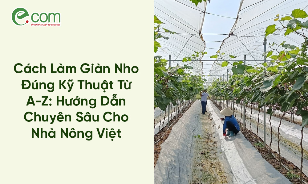 Làm Giàn Nho