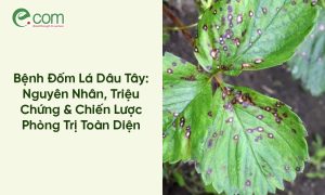 Bệnh Đốm Lá Dâu Tây